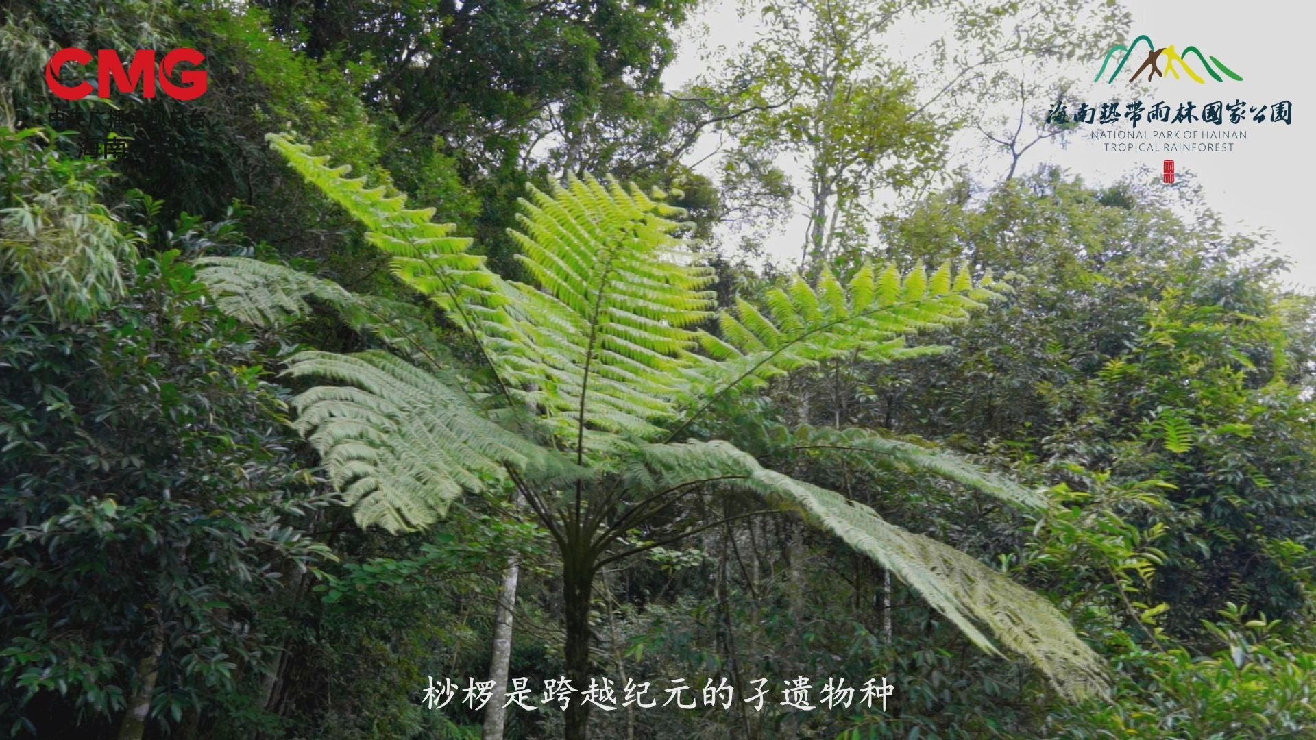 雨林秘境与恐龙同时代的植物桫椤